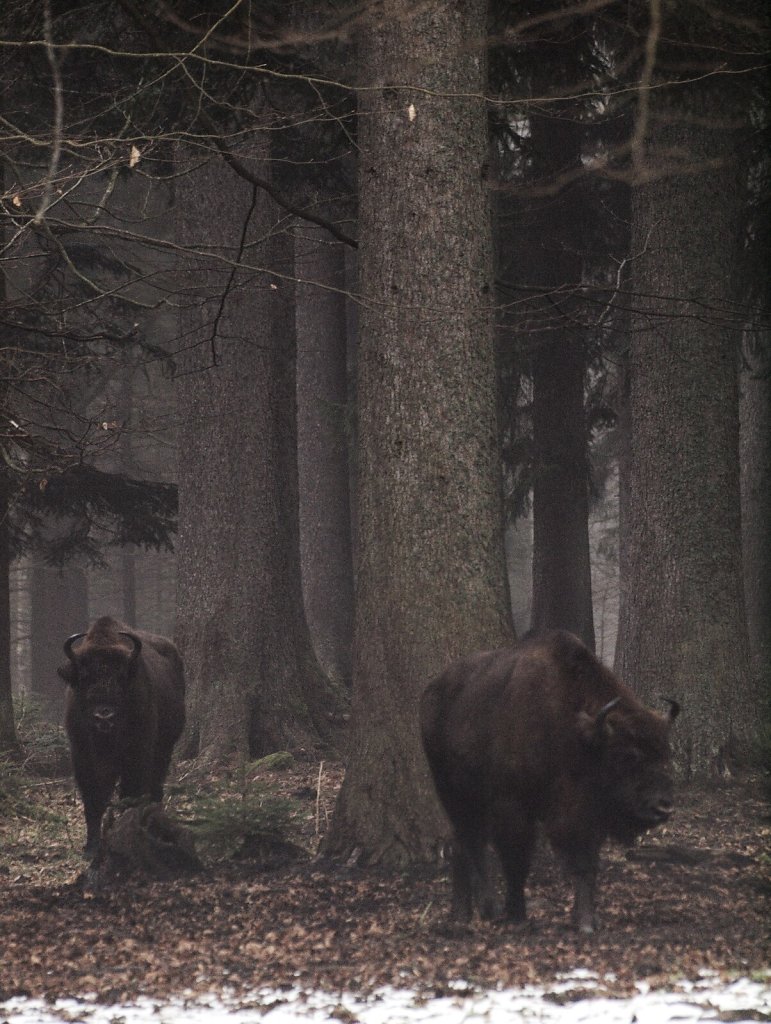 European Bisons