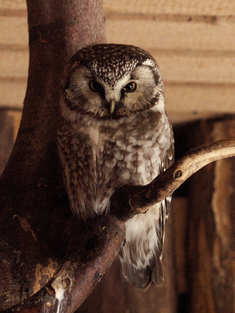 Tengmalm's Owl