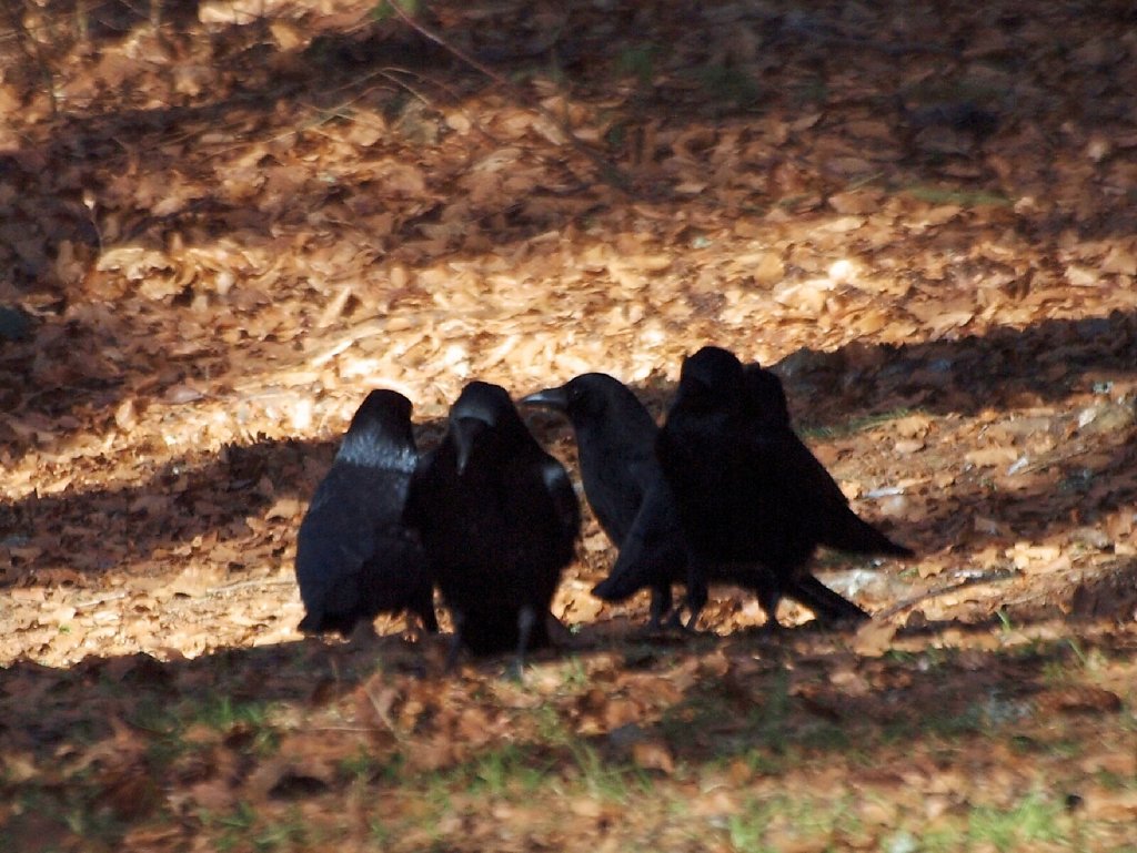 Crow Summit