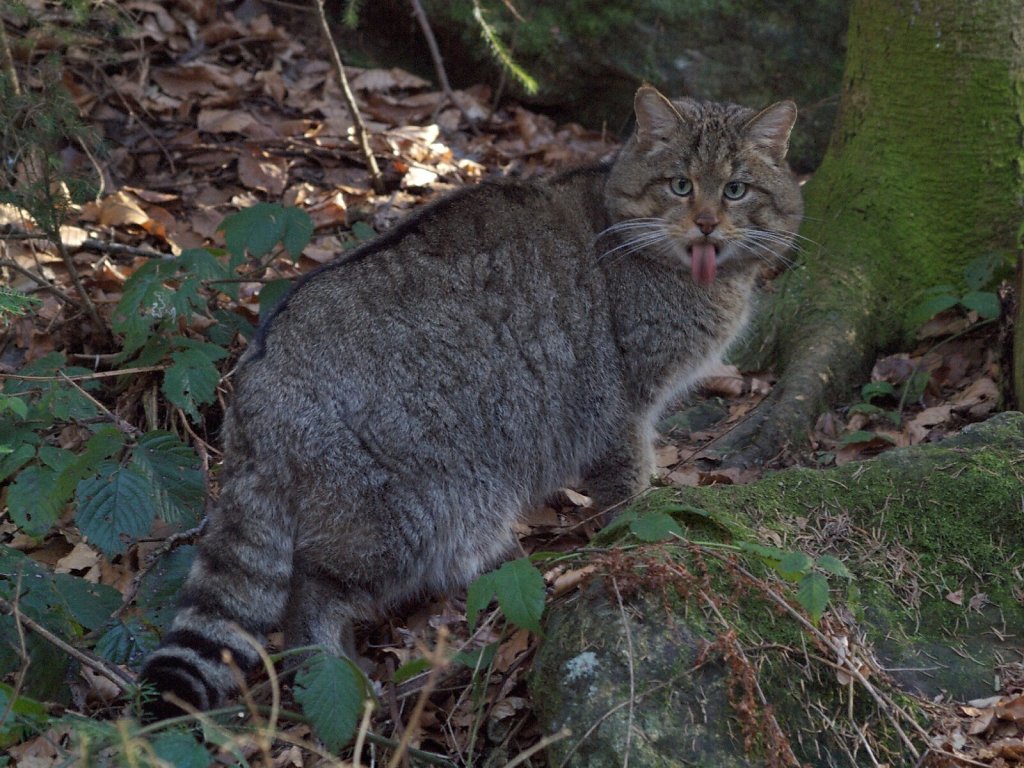 European wildcat 