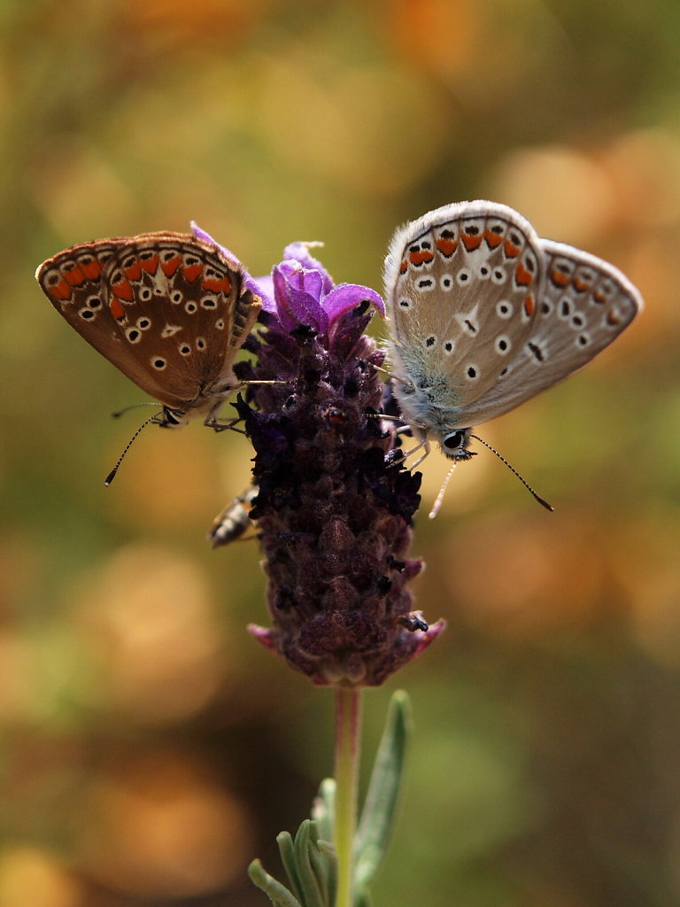 Common Blue (Polyommatus icarus), male & female, on a Lavender Flower