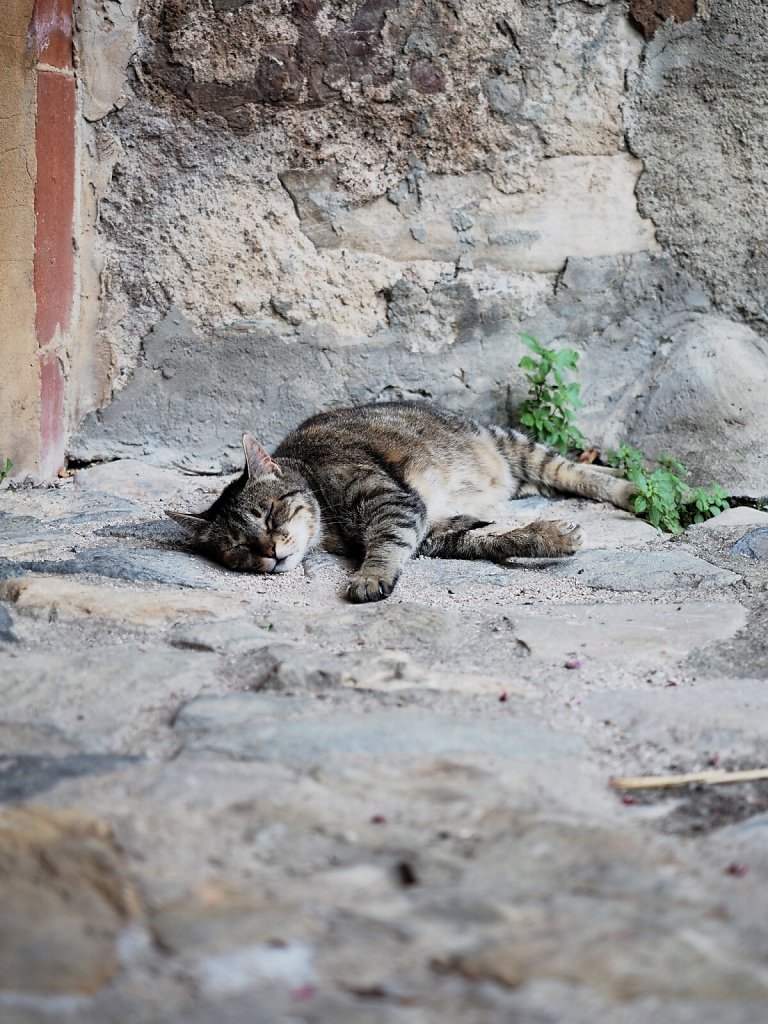Cat Siesta on a hot day (2)