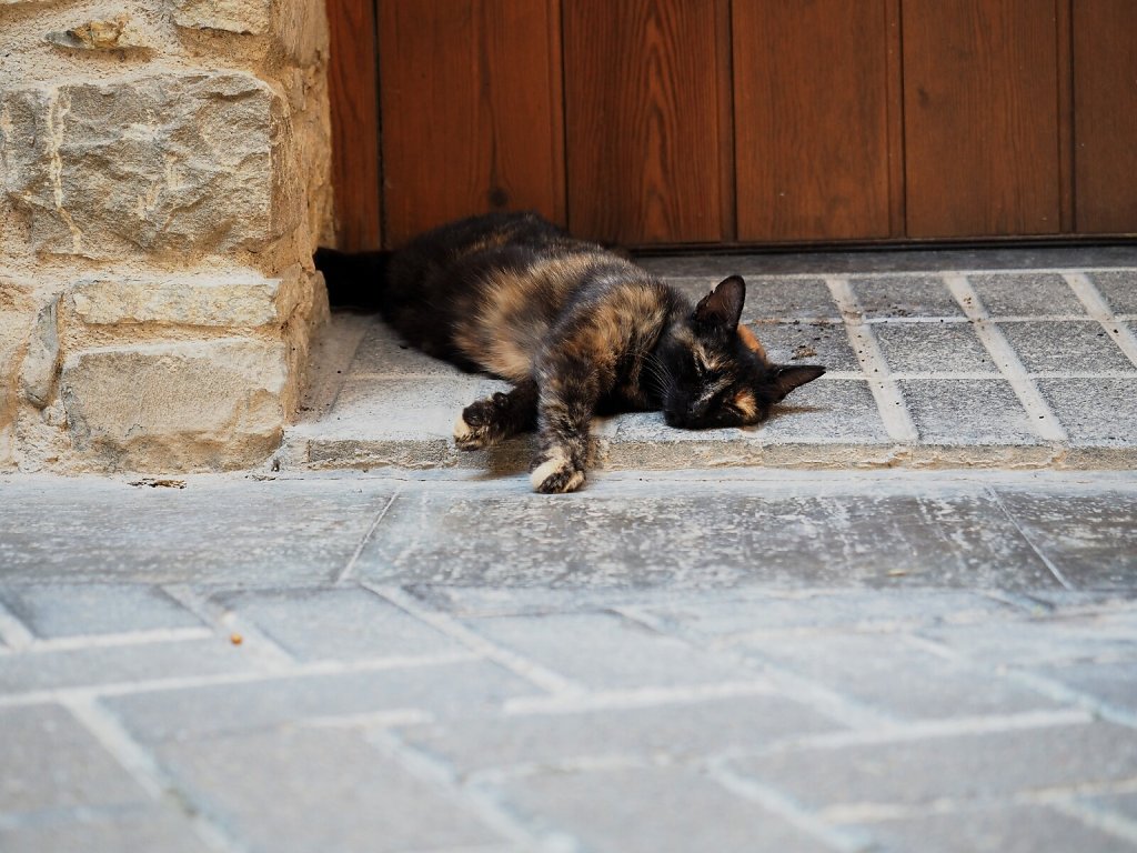 Cat Siesta on a hot day (3)