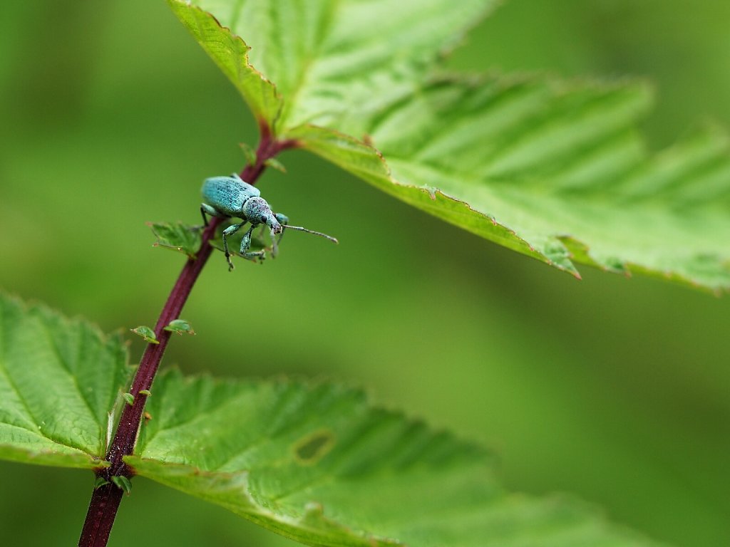 Blue in Green – Polydrusus prasinus