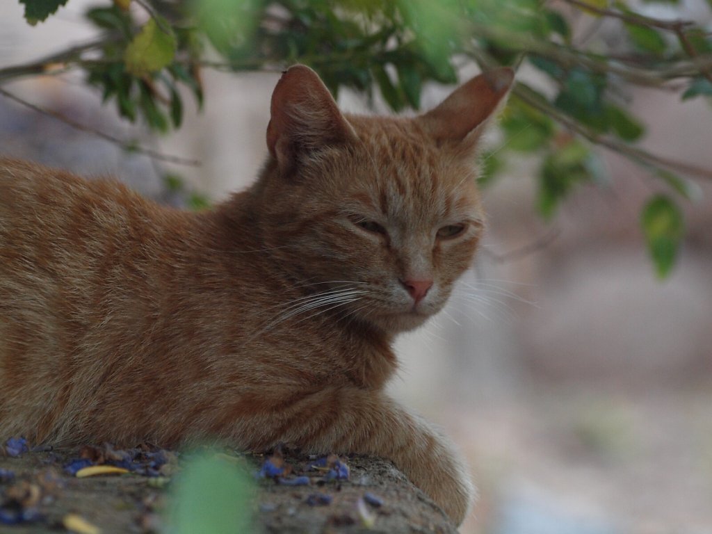 Our temporary adoption cat at our renthouse in Figari, Corsica
