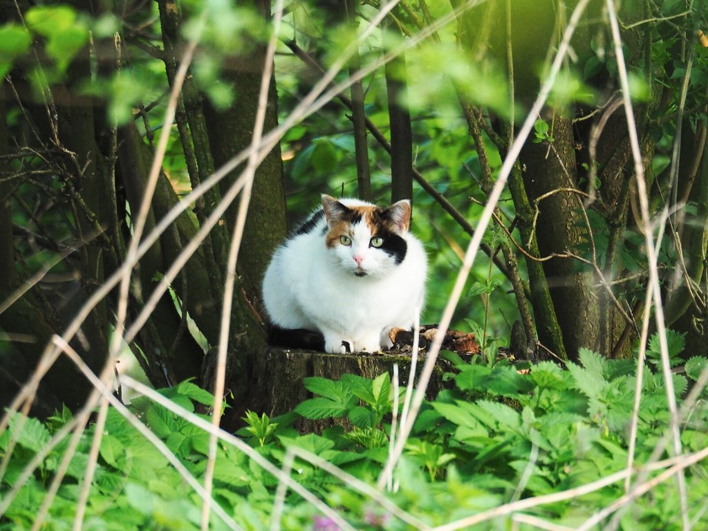 Cat resting in the forest