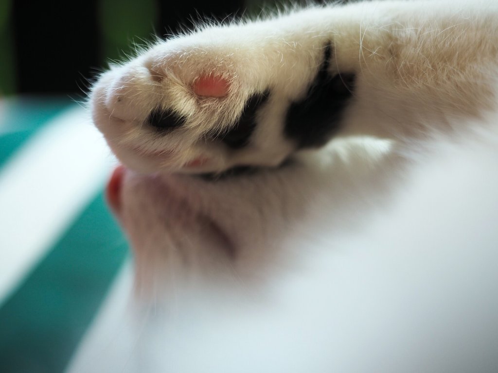 Paw on Snout (Gray)