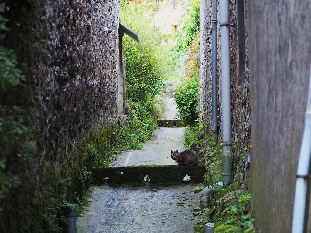 Shy Cat in a Water Drainage Street