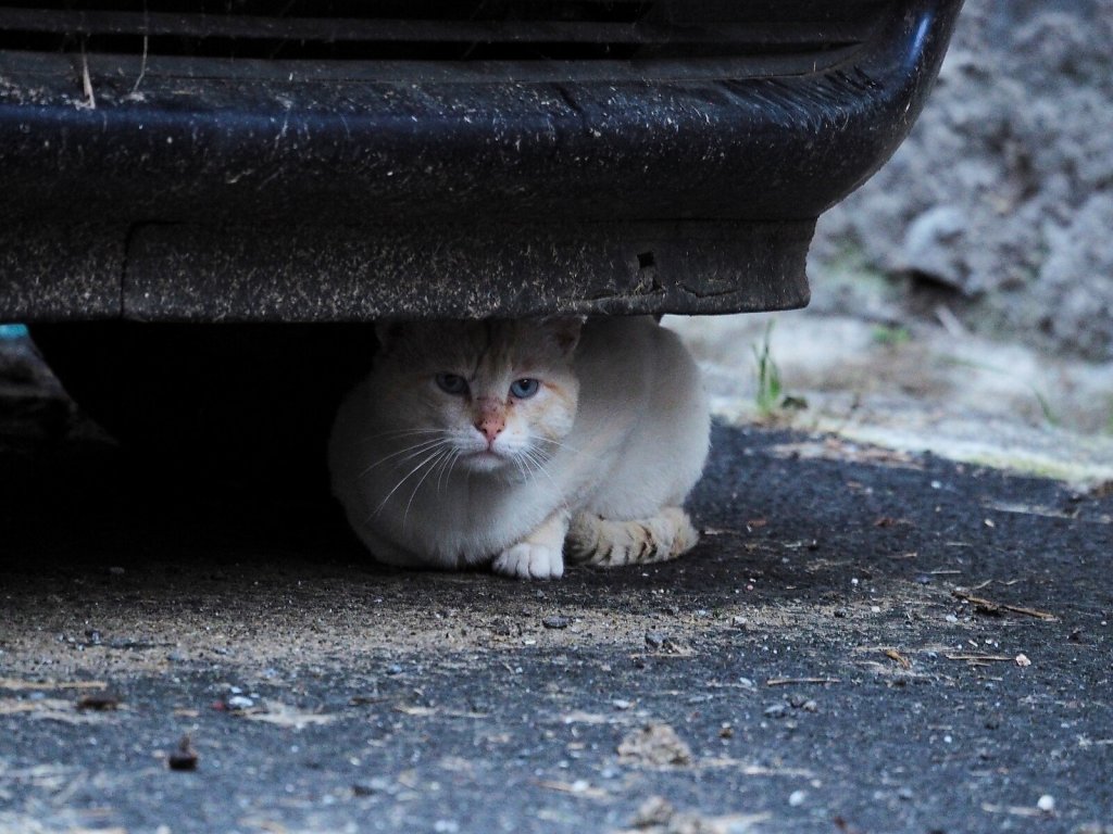 Shy Cat under a Car