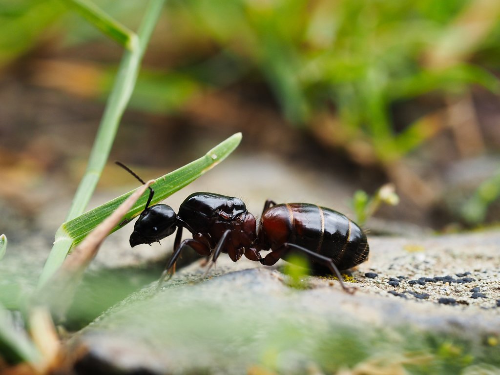 Forest Ant in Vallée de la Monne