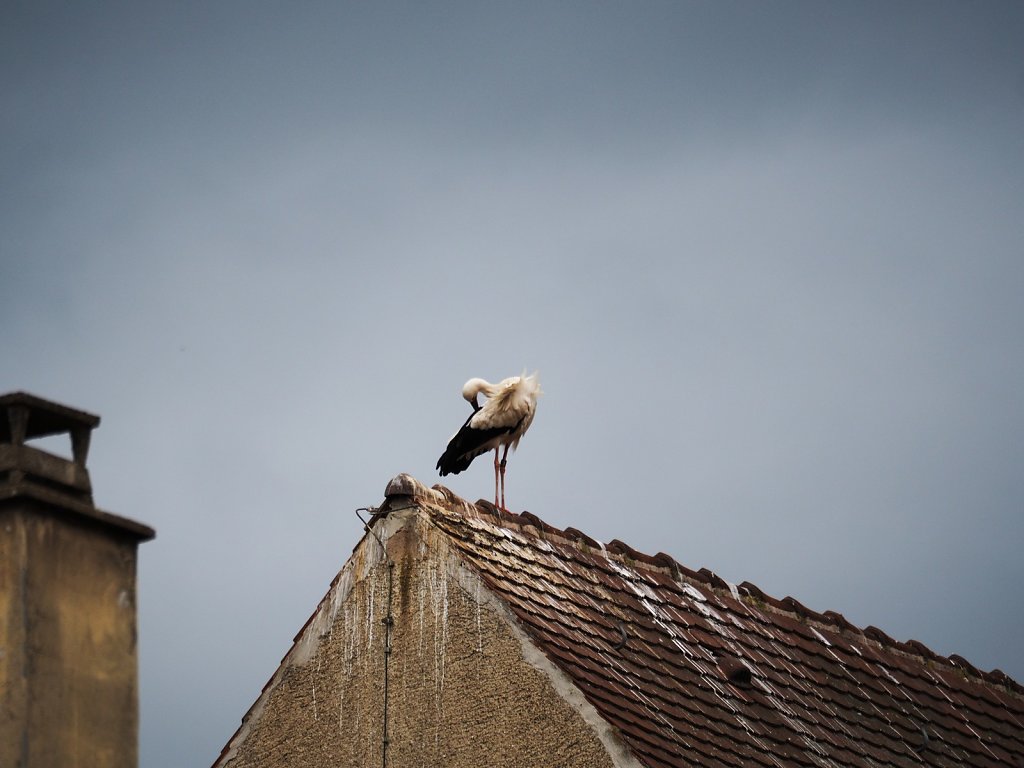 Storks of Eguisheim