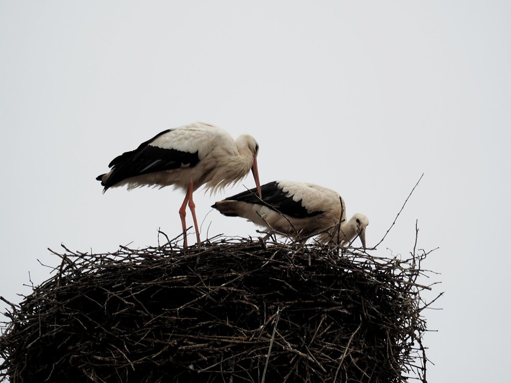 Storks of Eguisheim